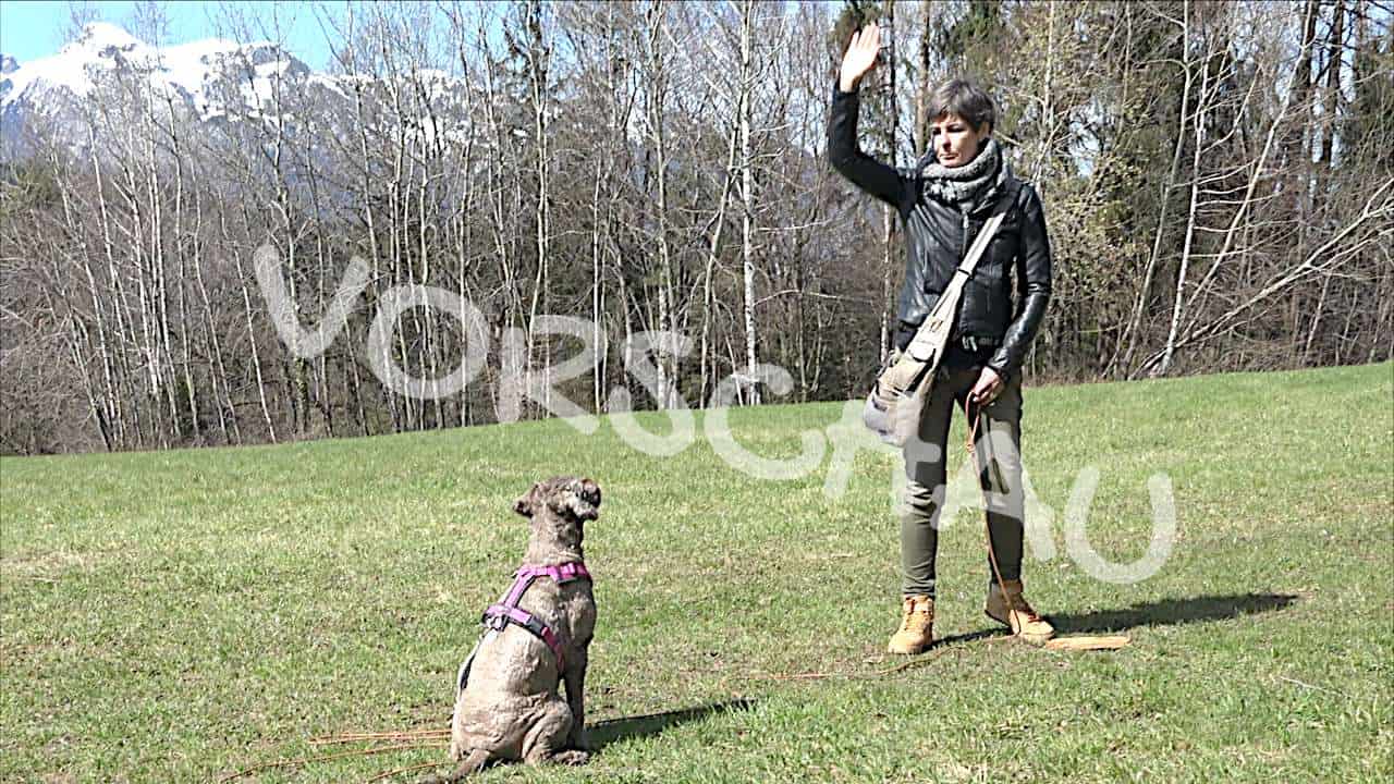 Hunde richtig trainieren: Die Lerngesetze - Hey-Fiffi.com