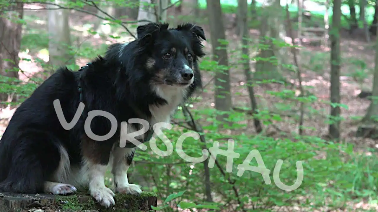 Wittern als Belohnung für Hunde