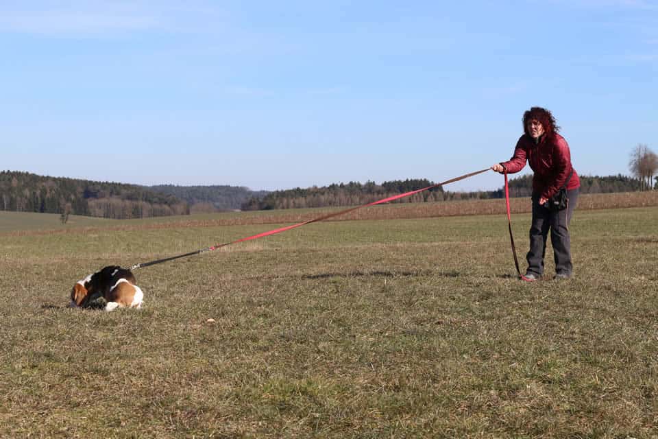 Bei meinem Hund geht es nicht mit Keksen!