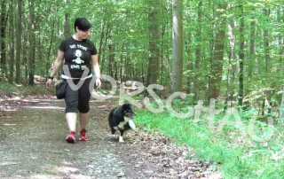 Barriereclickern für Hunde - Hey-Fiffi.com