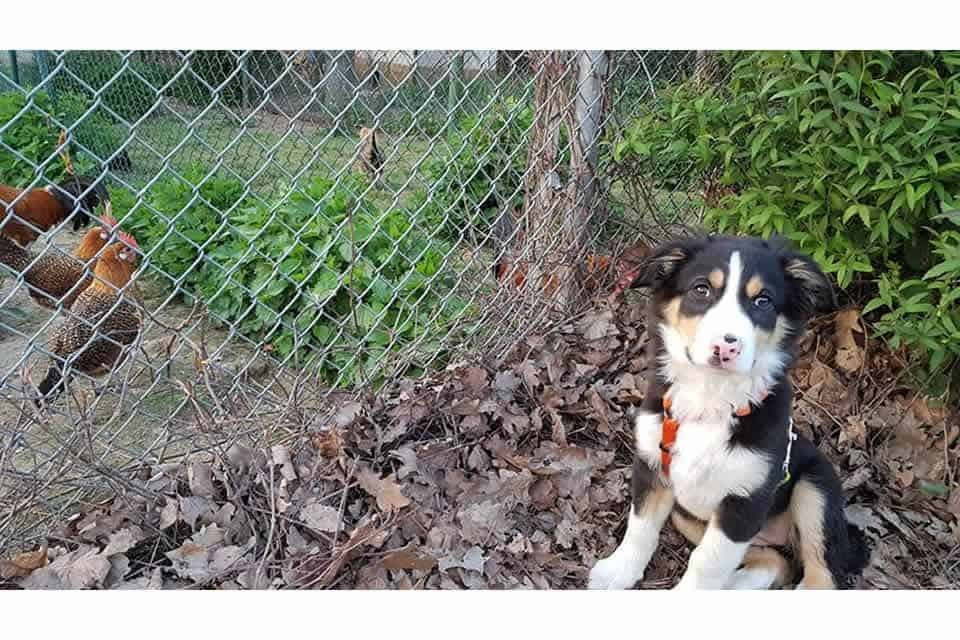 Puppy Diaries Teil 1: „Die Bar ist geöffnet!“ oder „Wie gelingt Sozialisierung“