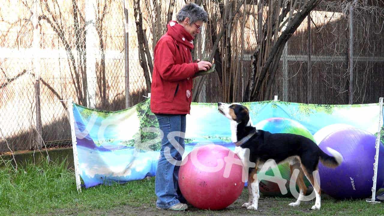 Treibball: Bälle zum Menschen treiben