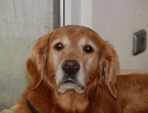 „Plötzlich war der Hund ganz anders!“