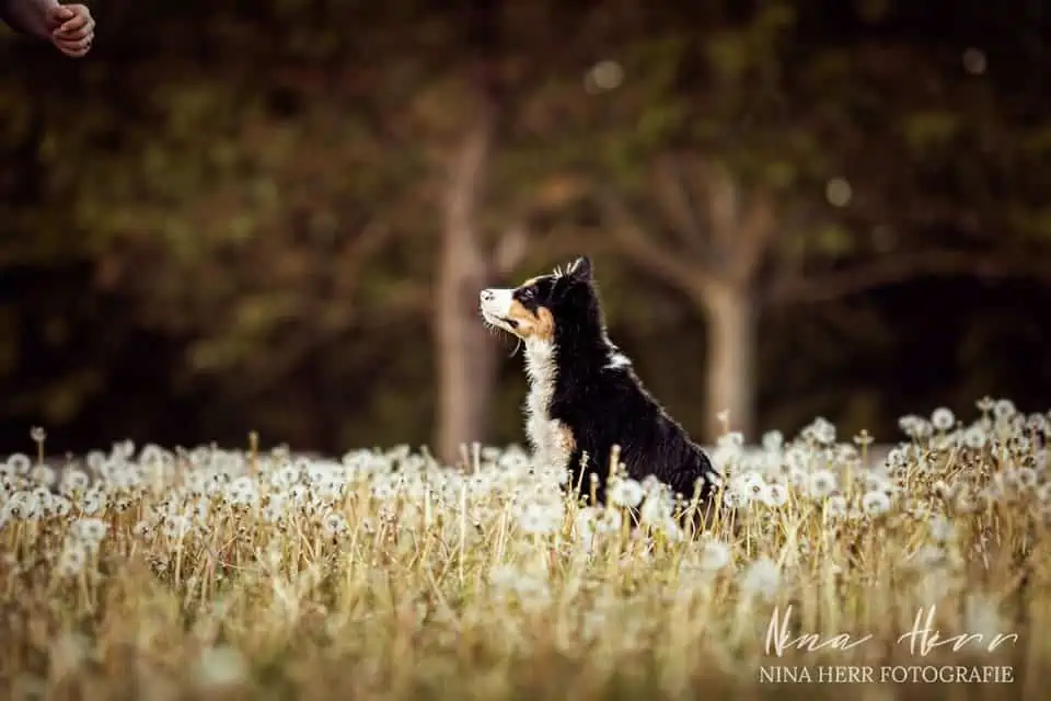 Puppy Diaries: Manding – Gib deinem Hund eine Stimme