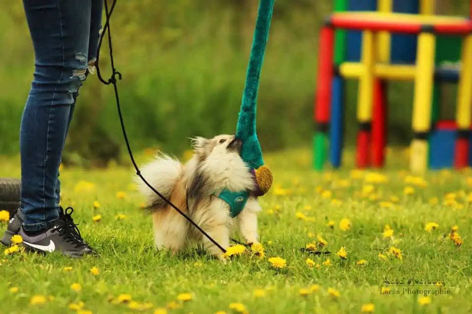 Papillons und Rottweiler – Auch kleine Hunde brauchen Kommunikation