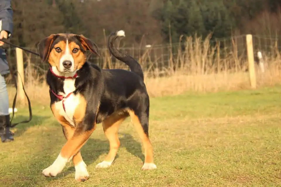 Dieser Hund muss weg! – Ein Gedankenspiel