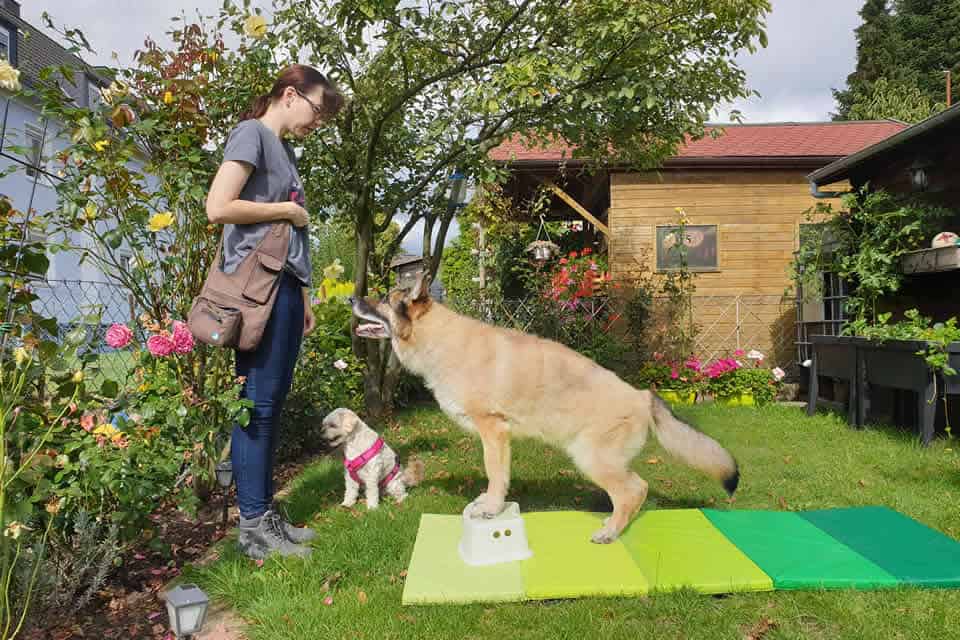 Physio für den gesunden Hund?