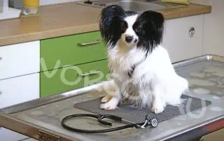Medical Training: Training beim Tierarzt - Hey-Fiffi.com