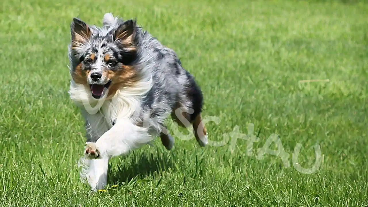 Rückruftraining: Abrufen von Bewegungsreizen - Hey-Fiffi.com