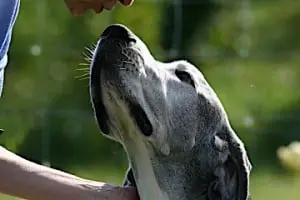 Hundekopf -Hey-Fiffi.com