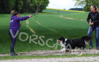 Anti-Jagd-Training: Stoppen bei Bewegungsreizen