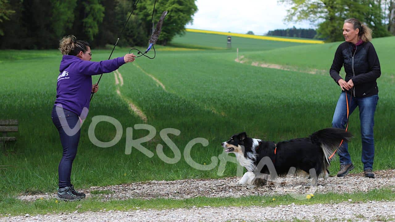 Anti-Jagd-Training: Stoppen bei Bewegungsreizen