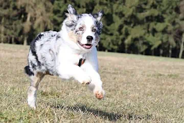 Pubertät beim Hund