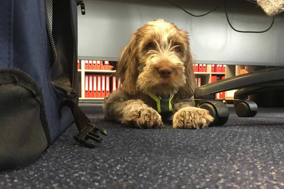 Bürohund 2 Bürohund 1