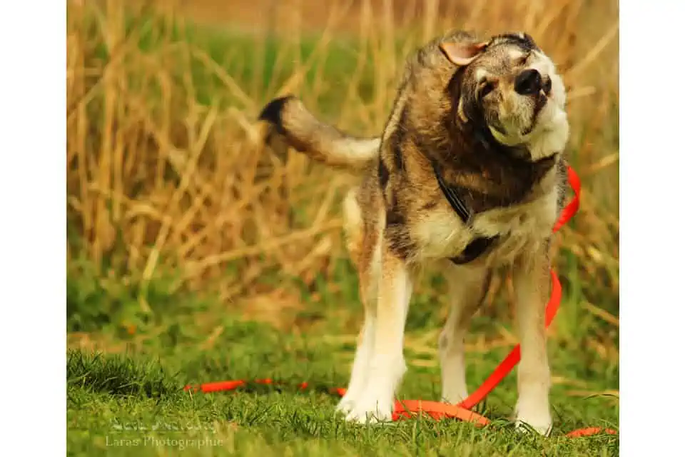 Wenn der tobt, tut ihm nix weh – Schmerzen beim Hund