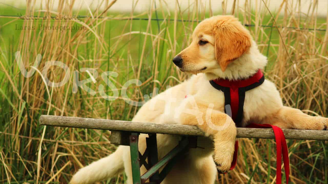 Hund, Lara Meiburg Photographie