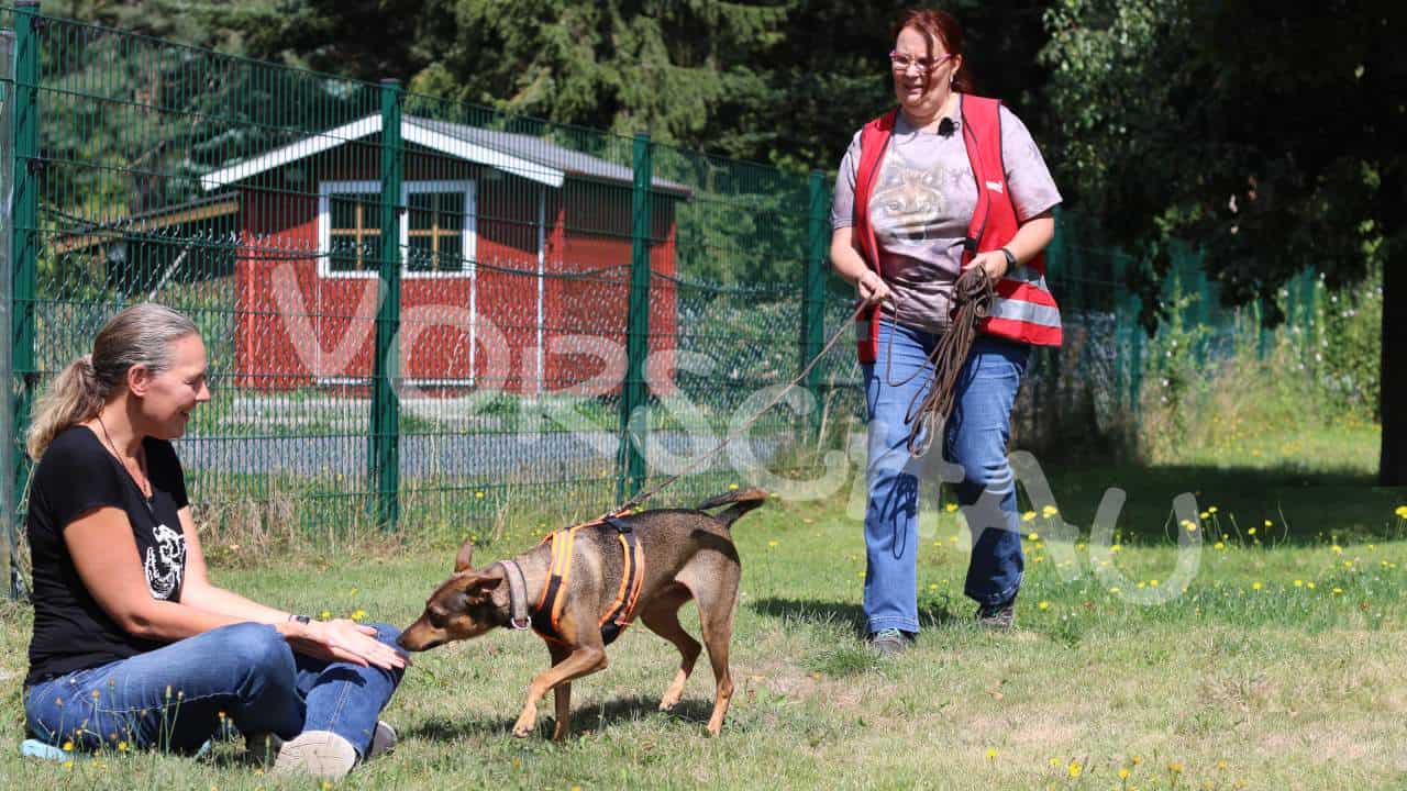 Mantrailing: Wenn der Hund nicht mehr weiter weiß