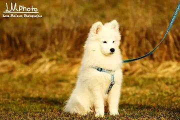 Lara Meiburg Photographie, Hund - Hey-Fiffi.com