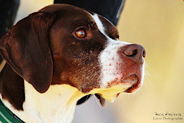 Lara Meiburg Photographie, Hund - Hey-Fiffi.com