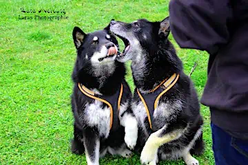 Mehrhundehaltung: Was tun wenns kracht?