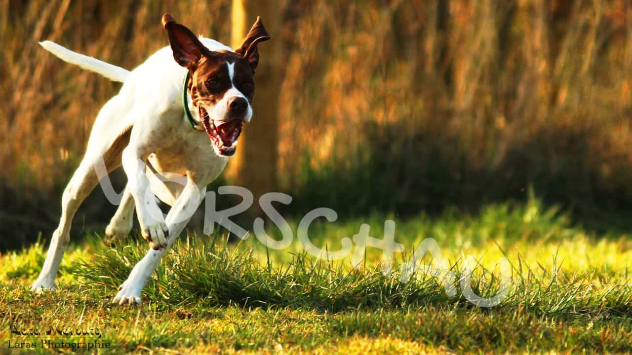 Lara Meiburg Photographie, Hund - Hey-Fiffi.com