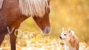 Pferd und Hund - Hey-Fiffi.com (Foto: © olgaIT | www.istockphoto.com)