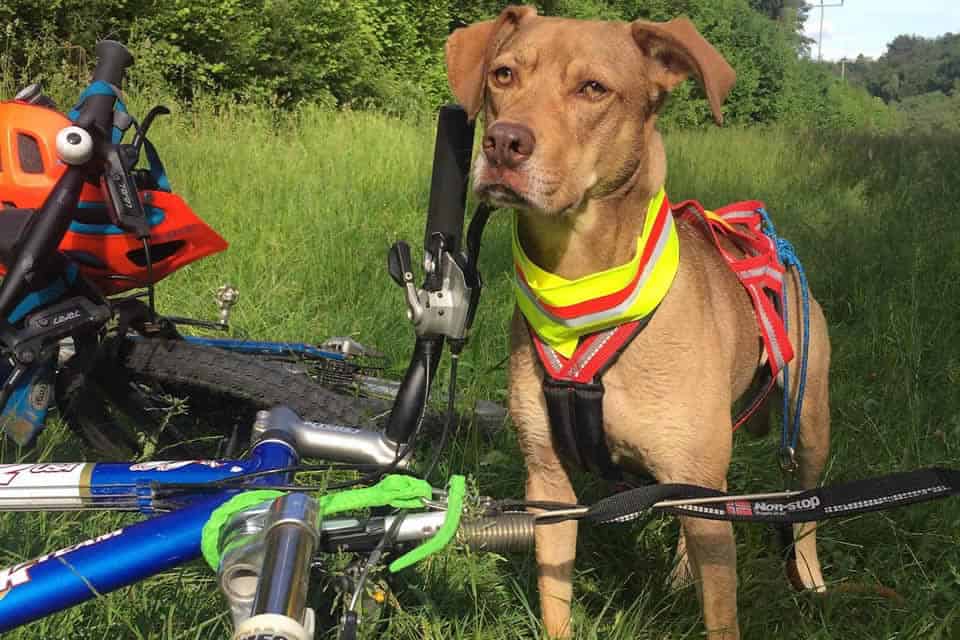 Sicher Fahrradfahren mit Hund – Teil 1