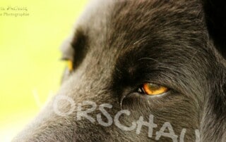 Hund, Lara Meiburg Photographie - Hey-Fiffi.com