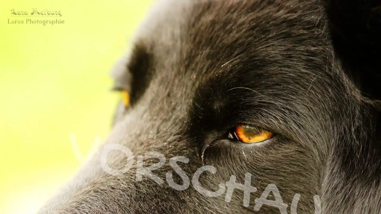 Hund, Lara Meiburg Photographie - Hey-Fiffi.com
