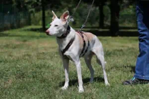 Sichere deinen Hund