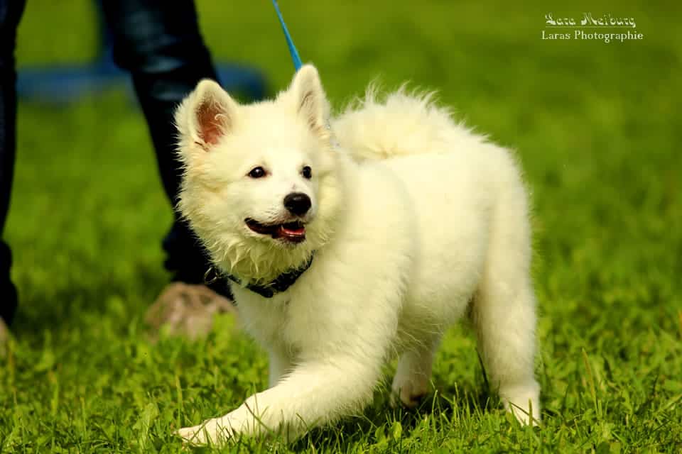 Der dankbare Tierschutzhund?