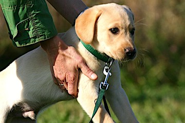 Hundewelpe - Hey-Fiffi.com