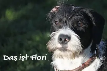 Hund; Foto Almuth Loepthien - Hey-Fiffi.com