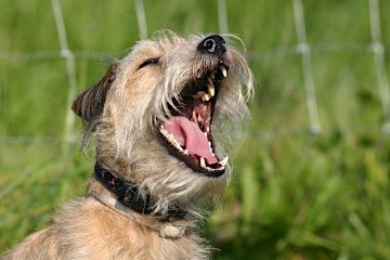 Hund - Hey-Fiffi.com