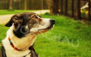 Lara Meiburg Photographie, Hund - Hey-Fiffi.com