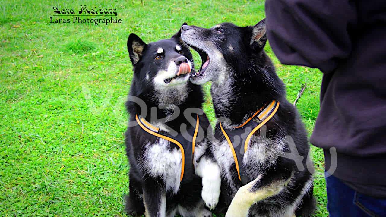 Zwei Hunde, Lara Meiburg Photographie - Hey-Fiffi.com