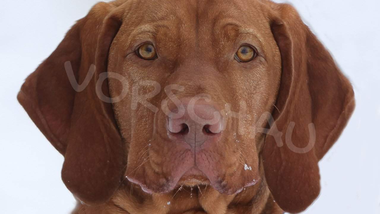 Sabine Fehrenbach: Hund (Fritzi) - Hey-Fiffi.com