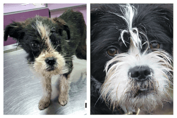 Foto: Almuth Loepthien, Hund Ida