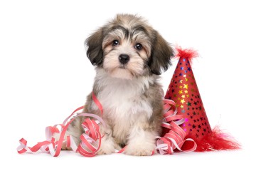 Dorottya_Mathe, iStock-1180497119