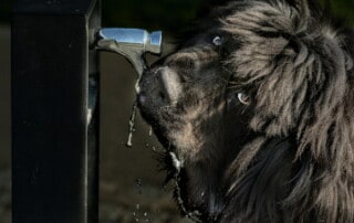 Sabine Fehrenbach: Hund (0Y8A5980) - Hey-Fiffi.com