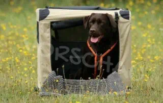 Hund in Box - Hey-Fiffi.com