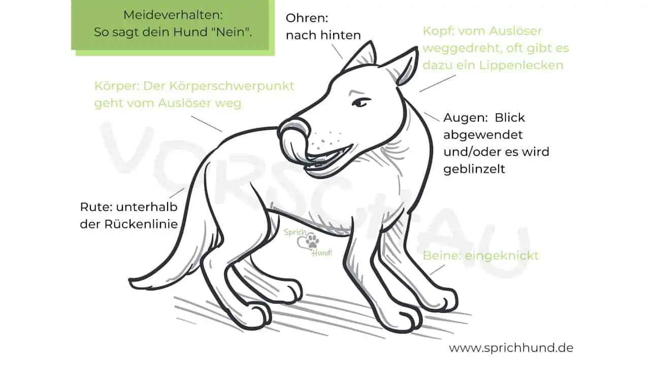 Meideverhalten Hund, von Christiane Jacobs - Hey-Fiffi.com