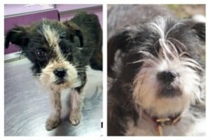 Foto: Almuth Loepthien, Hund Ida