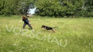 Pendelspiel mit Hund - Hey-Fiffi.com