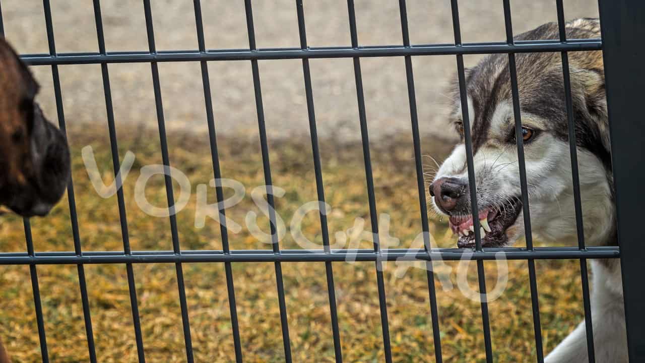 Hunde in der Nachbarschaft