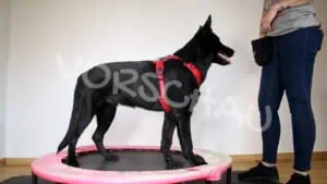 Ausbalanciertes Stehen, Schäferhund - Hey-Fiffi.com