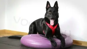 Schwarzer Schäferhund auf Balancekissen - Hey-Fiffi.com