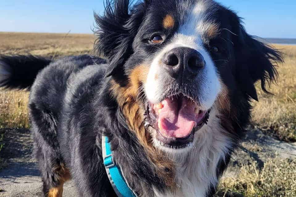 Hund, Berner Senne, Foto: Jeannette Schmitz - Hey-Fiffi.com