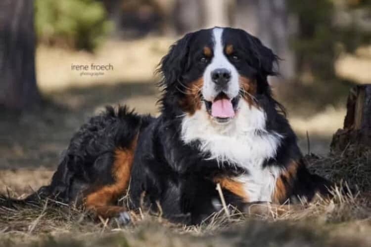 Hund, Berner Senne, Foto: Karoline Senn/Irene Froech - Hey-Fiffi.com