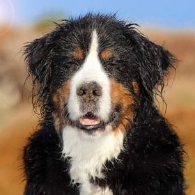 Hund, Berner Senne, Foto: Marion Scholt - Hey-Fiffi.com